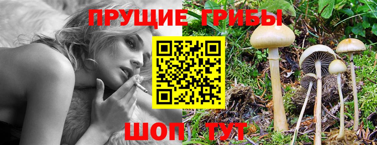 Псилоцибиновые грибы Psilocybine cubensis Астрахань